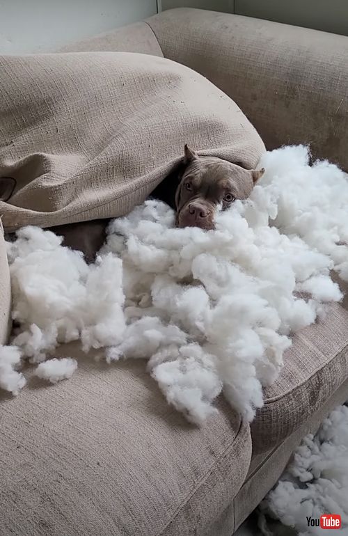 手作りの雲ベッドでくつろぐワンコ