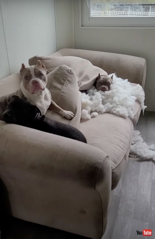 手作りの雲ベッドでくつろぐワンコ