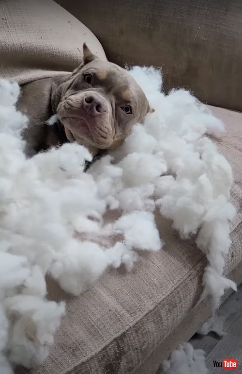 手作りの雲ベッドでくつろぐワンコ