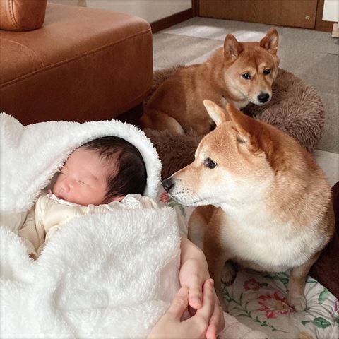 赤ちゃんを見るワンコと後ろにもう1匹