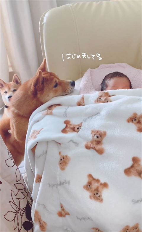 布団にアゴのせて赤ちゃん見るワンコと赤ちゃん