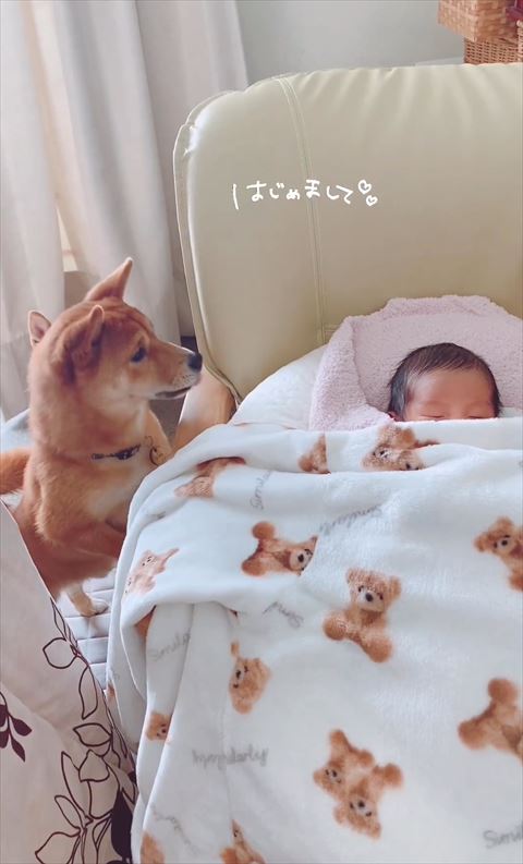 赤ちゃんを見るワンコ