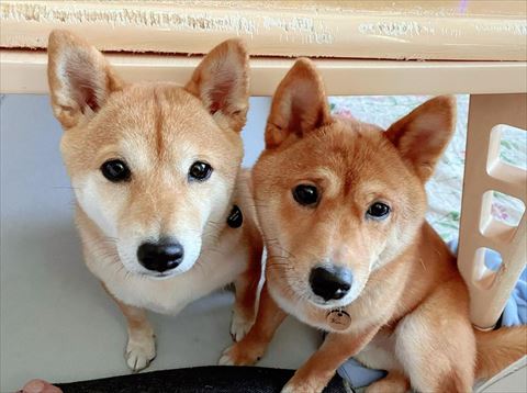 柴犬2匹アップ
