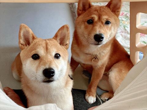 何かを見つめる柴犬2匹