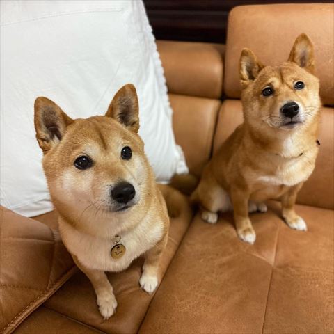 ソファに座る2匹