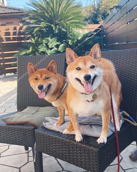 外のイスで笑顔の2匹