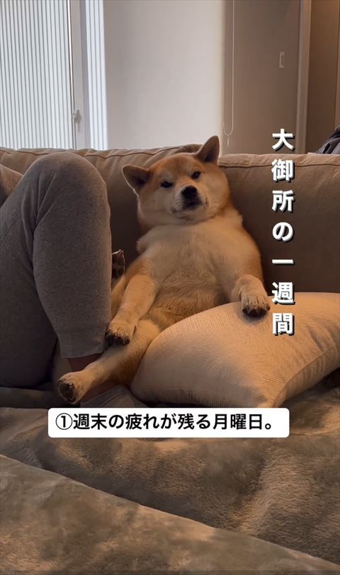柴犬