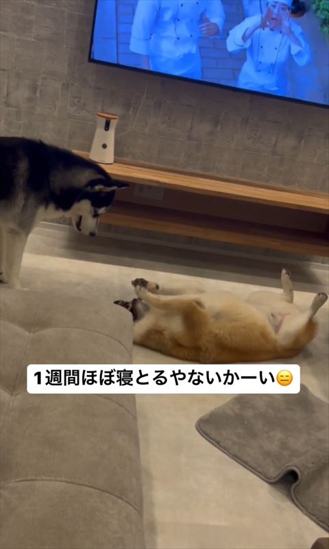 1週間ほぼ寝取るやないかーい