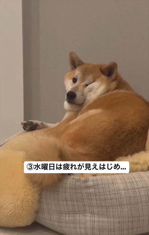 水曜日は疲れがテロップ