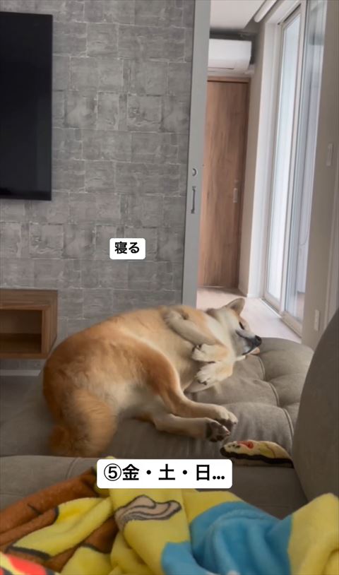 ソファで画面右みて寝てる