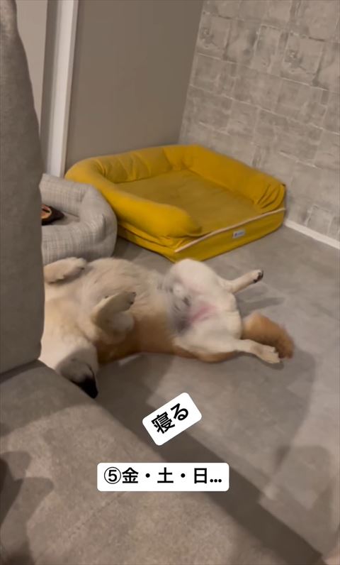 ベッドの近くでヘソ天ワンコ