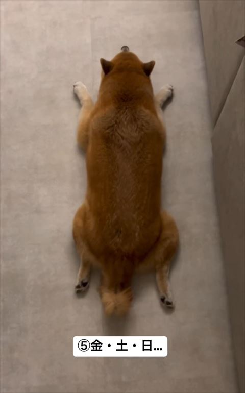 カエル寝ワンコ