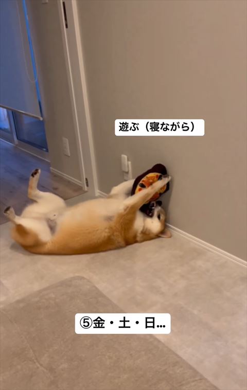 寝ながら遊ぶワンコ