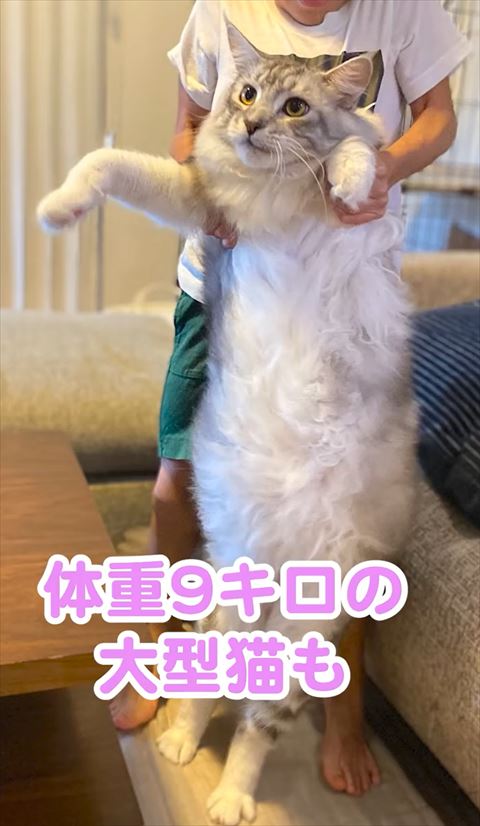 メインクーン