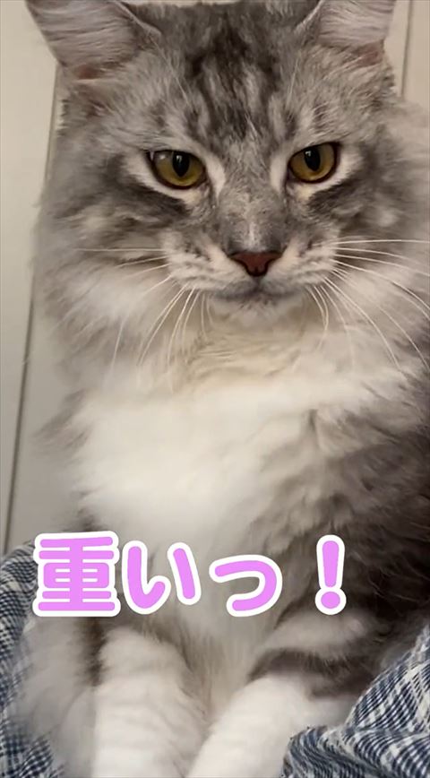 ふみふみ猫ちゃん