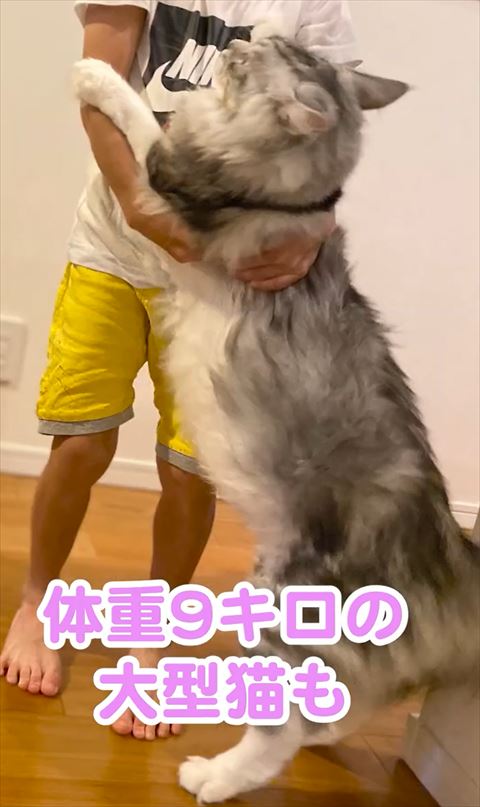 メインクーンの全体図横から