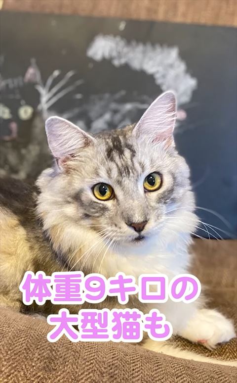 カメラ目線メインクーン