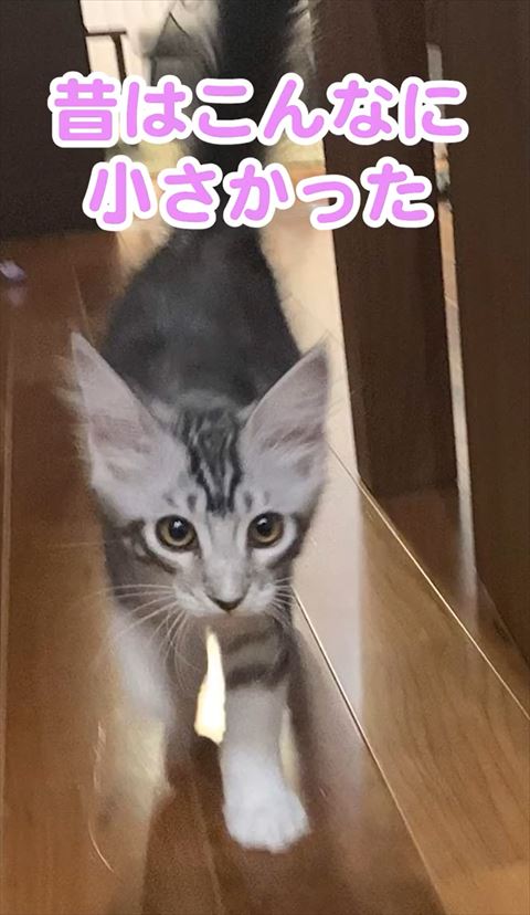 廊下歩く子猫