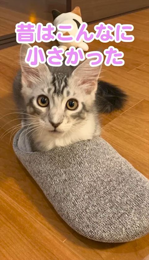スリッパに入る子猫