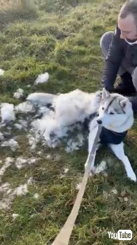 換毛期のハスキー