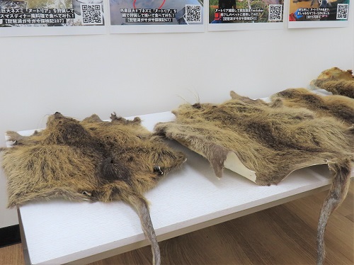 ヌートリアの毛皮