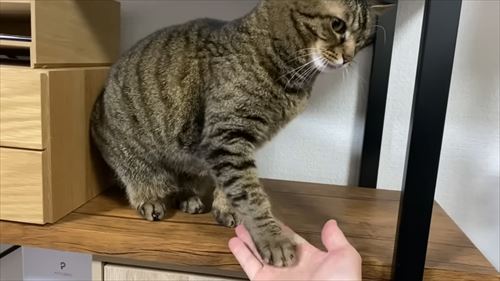 凶暴猫のおて