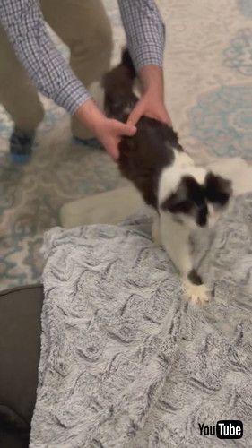 「Phoebe with Cerebellar Hypoplasia Asks Dad for Help Climbing Ramp and Wins || ViralHog」