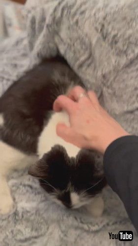 「Phoebe with Cerebellar Hypoplasia Asks Dad for Help Climbing Ramp and Wins || ViralHog」