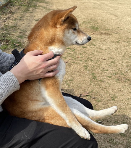 ドッグランで飼い主のひざに座る犬