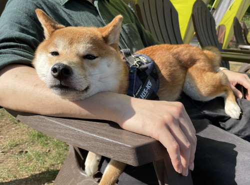 ドッグランで飼い主のひざに座る犬