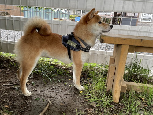 ドッグランで飼い主のひざに座る犬