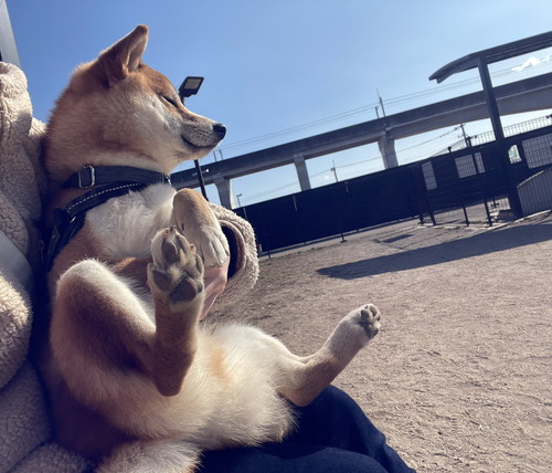 ドッグランで飼い主のひざに座る犬