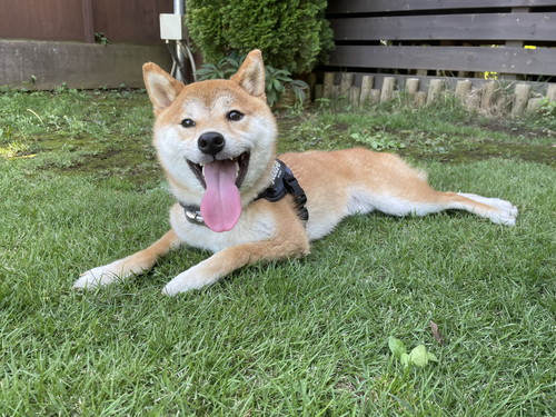 ドッグランで飼い主のひざに座る犬