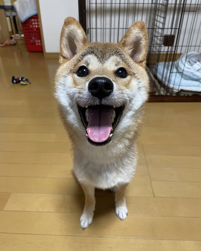 ドッグランで飼い主のひざに座る犬