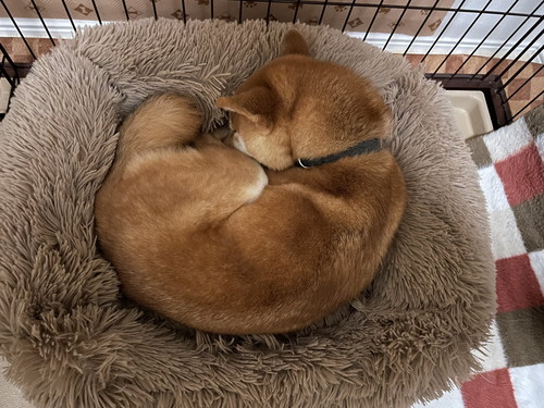 ドッグランで飼い主のひざに座る犬