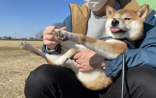ドッグランで飼い主のひざに座る犬