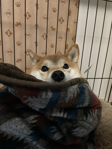 ドッグランで飼い主のひざに座る犬