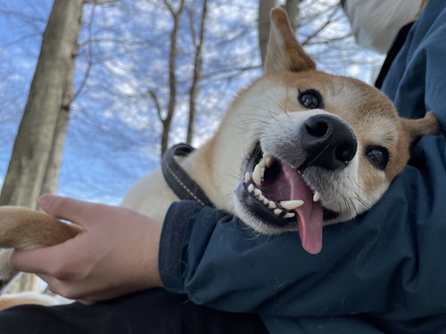 ドッグランで飼い主のひざに座る犬