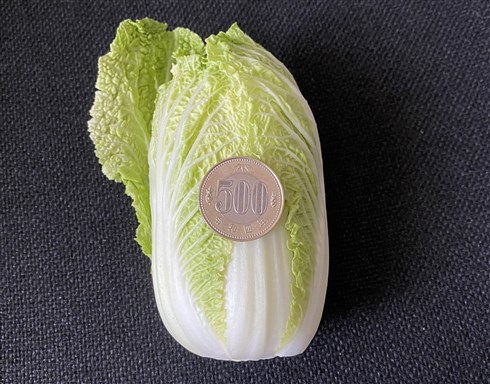 手乗りハクサイ