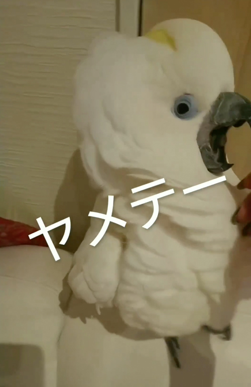 ママさんとケンカするオウム