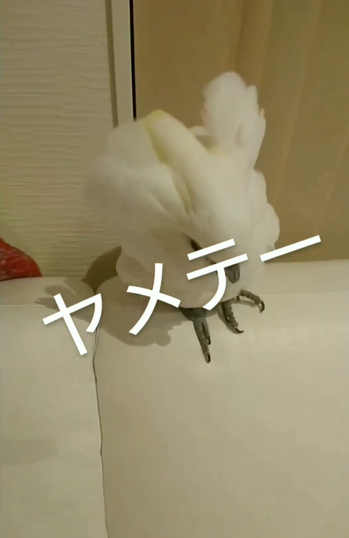 ママさんとケンカするオウム