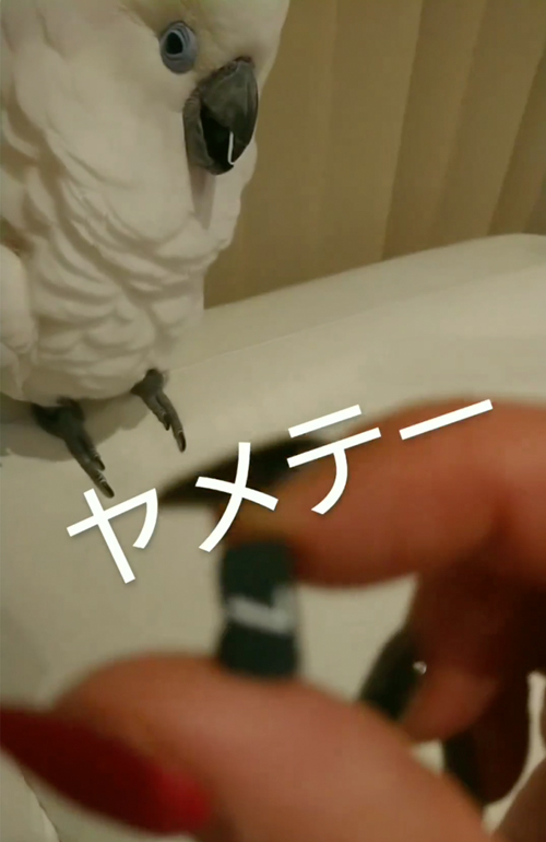 ママさんとケンカするオウム