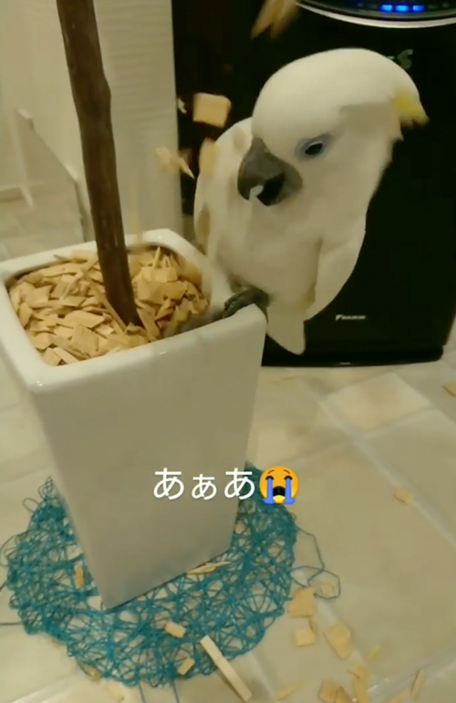 イタズラするオウム