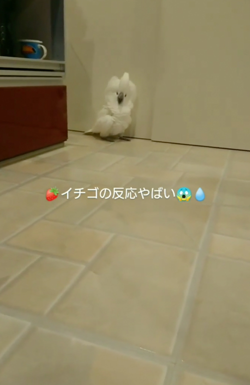 イチゴに目がない