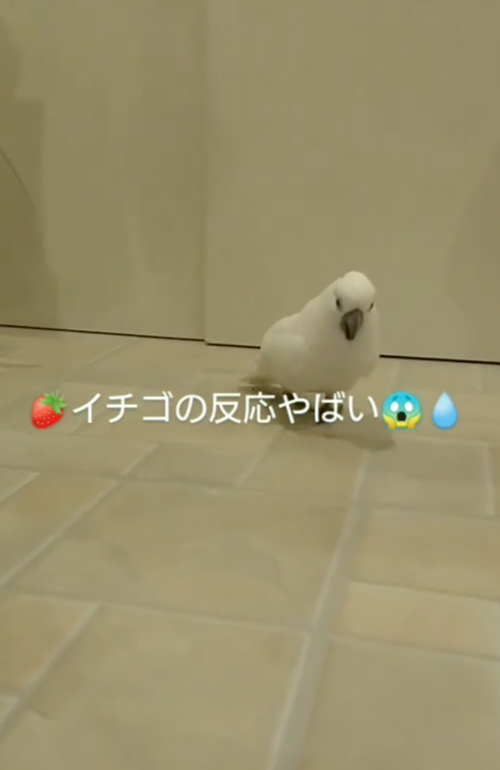 イチゴに目がない