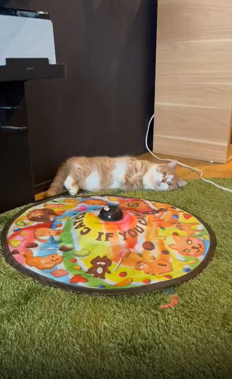 猫じゃらし右下