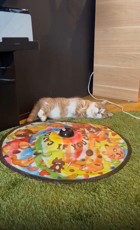 猫の前にきた猫じゃらし