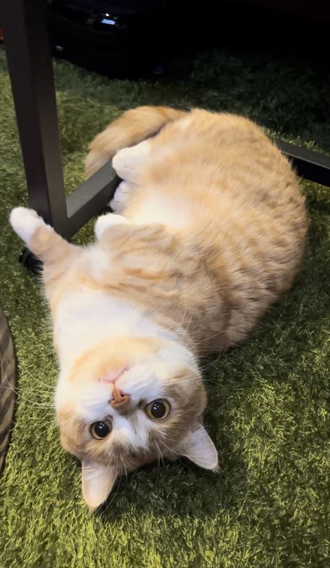 ごろんしてる猫