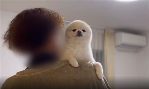 耳格納ワンコ上から見下ろしている