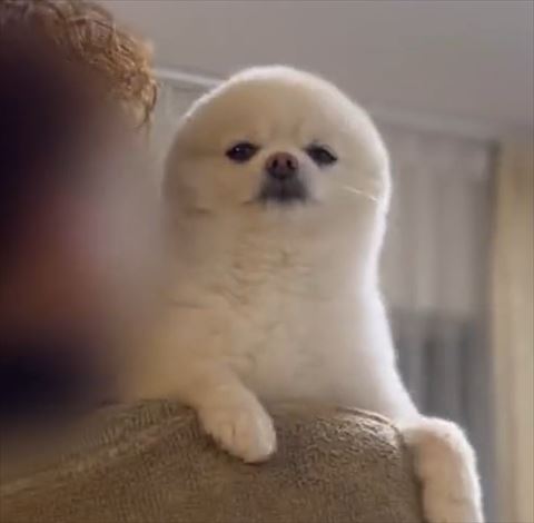 ワンコトリミング